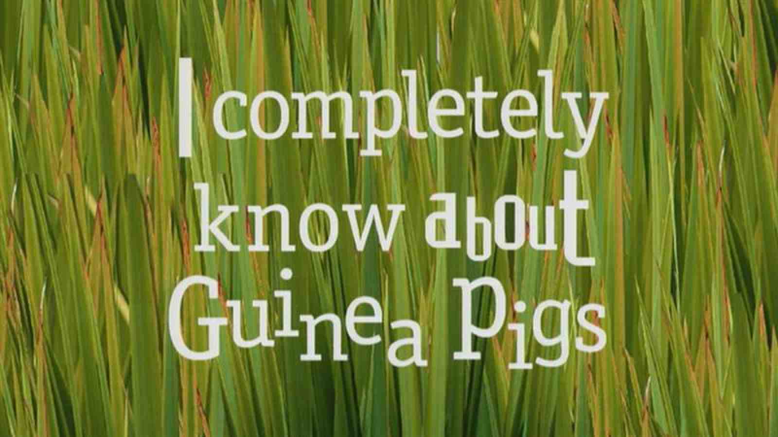 I Know About Guinea Pigs